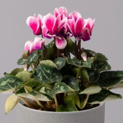 Alpenveilchen 'Picola Shine', Weiß-violett, Topf-Ø 10,5cm, Höhe Ca 23cm, 6er-Set -LECHUZA || Wagner Verkaufsgeschäft 0210600488 Cyclamen Picola Shine violett 10cm 6er Set 2 115125