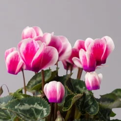 Alpenveilchen 'Picola Shine', Weiß-violett, Topf-Ø 10,5cm, Höhe Ca 23cm, 6er-Set -LECHUZA || Wagner Verkaufsgeschäft 0210600488 Cyclamen Picola Shine violett 10cm 6er Set 4 115127
