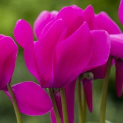 Alpenveilchen-Trio, Zufällige Farben, Topf-Ø 13 Cm, Höhe Ca. 30 Cm, 3er-Set 25 Alpenveilchen-Trio, Zufällige Farben, Topf-Ø 13 Cm, Höhe Ca. 30 Cm, 3er-Set -LECHUZA || Wagner Verkaufsgeschäft 0210600490 Cyclamen Mix 6er Set 2