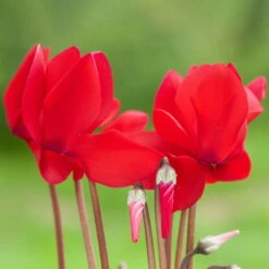 Alpenveilchen-Trio, Zufällige Farben, Topf-Ø 13 Cm, Höhe Ca. 30 Cm, 3er-Set 24 Alpenveilchen-Trio, Zufällige Farben, Topf-Ø 13 Cm, Höhe Ca. 30 Cm, 3er-Set -LECHUZA || Wagner Verkaufsgeschäft 0210600490 Cyclamen Mix 6er Set 3