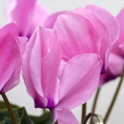 Alpenveilchen-Trio, Zufällige Farben, Topf-Ø 13 Cm, Höhe Ca. 30 Cm, 3er-Set 20 Alpenveilchen-Trio, Zufällige Farben, Topf-Ø 13 Cm, Höhe Ca. 30 Cm, 3er-Set -LECHUZA || Wagner Verkaufsgeschäft 0210600490 Cyclamen Mix 6er Set 4