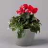 Alpenveilchen, Rot, Topf-Ø 10,5 Cm, Höhe Ca. 23 Cm, 6er-Set -LECHUZA || Wagner Verkaufsgeschäft 0210600490 Cyclamen Mix T10 6er Set 1 115234