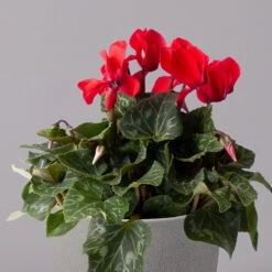 Alpenveilchen, Rot, Topf-Ø 10,5 Cm, Höhe Ca. 23 Cm, 6er-Set -LECHUZA || Wagner Verkaufsgeschäft 0210600490 Cyclamen Mix T10 6er Set 2 115235