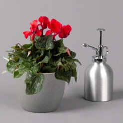 Alpenveilchen, Rot, Topf-Ø 10,5 Cm, Höhe Ca. 23 Cm, 6er-Set -LECHUZA || Wagner Verkaufsgeschäft 0210600490 Cyclamen Mix T10 6er Set 3 115236