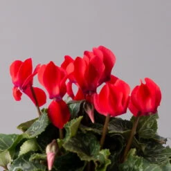 Alpenveilchen, Rot, Topf-Ø 10,5 Cm, Höhe Ca. 23 Cm, 6er-Set -LECHUZA || Wagner Verkaufsgeschäft 0210600490 Cyclamen Mix T10 6er Set 4 115237