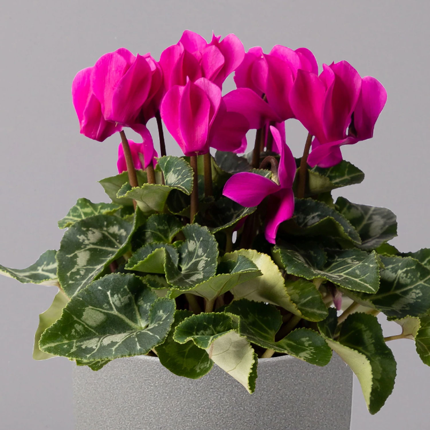 Alpenveilchen, Farbe Zufällig, Topf-Ø 10,5 Cm, Höhe Ca. 23 Cm, 6er-Set 10 Alpenveilchen, Farbe Zufällig, Topf-Ø 10,5 Cm, Höhe Ca. 23 Cm, 6er-Set – Bild 8