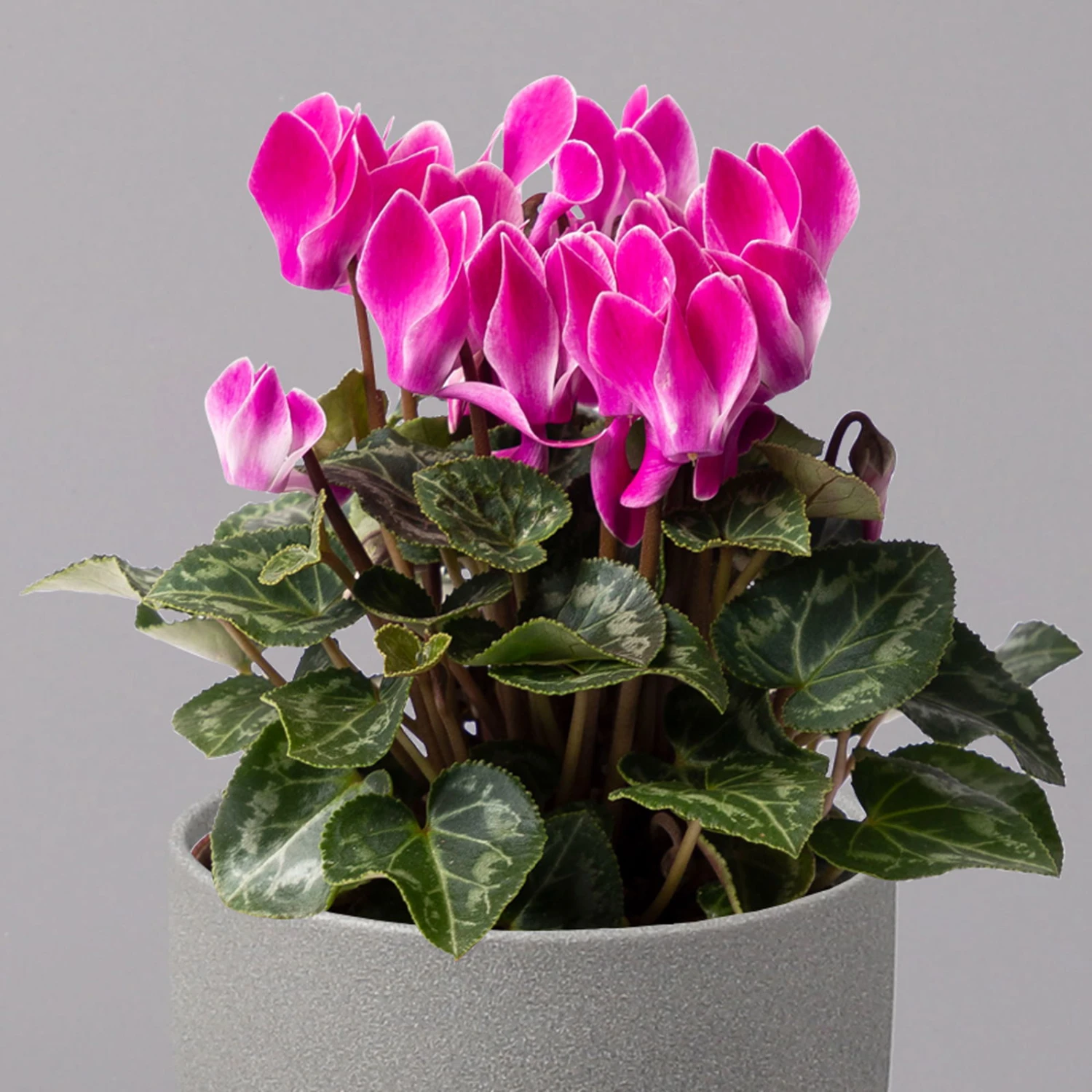 Alpenveilchen, Farbe Zufällig, Topf-Ø 10,5 Cm, Höhe Ca. 23 Cm, 6er-Set 16 Alpenveilchen, Farbe Zufällig, Topf-Ø 10,5 Cm, Höhe Ca. 23 Cm, 6er-Set – Bild 14