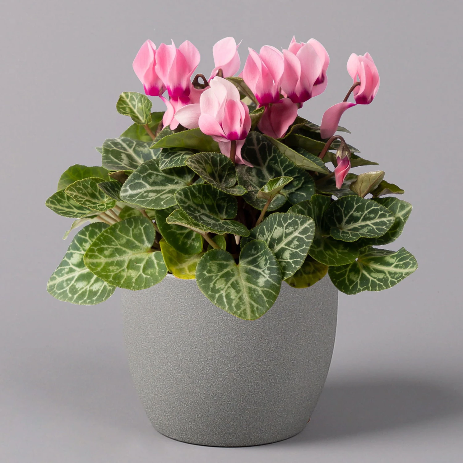 Alpenveilchen, Farbe Zufällig, Topf-Ø 10,5 Cm, Höhe Ca. 23 Cm, 6er-Set 20 Alpenveilchen, Farbe Zufällig, Topf-Ø 10,5 Cm, Höhe Ca. 23 Cm, 6er-Set – Bild 18