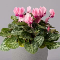 Alpenveilchen, Farbe Zufällig, Topf-Ø 10,5 Cm, Höhe Ca. 23 Cm, 6er-Set 40 Alpenveilchen, Farbe Zufällig, Topf-Ø 10,5 Cm, Höhe Ca. 23 Cm, 6er-Set -LECHUZA || Wagner Verkaufsgeschäft 0210600490 Cyclamen Mix T10 rosa 6er Set 2 115220