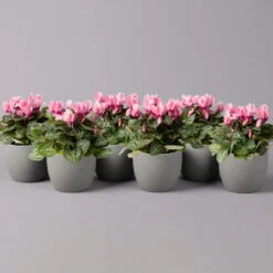 Alpenveilchen, Farbe Zufällig, Topf-Ø 10,5 Cm, Höhe Ca. 23 Cm, 6er-Set 38 Alpenveilchen, Farbe Zufällig, Topf-Ø 10,5 Cm, Höhe Ca. 23 Cm, 6er-Set -LECHUZA || Wagner Verkaufsgeschäft 0210600490 Cyclamen Mix T10 rosa 6er Set 115218