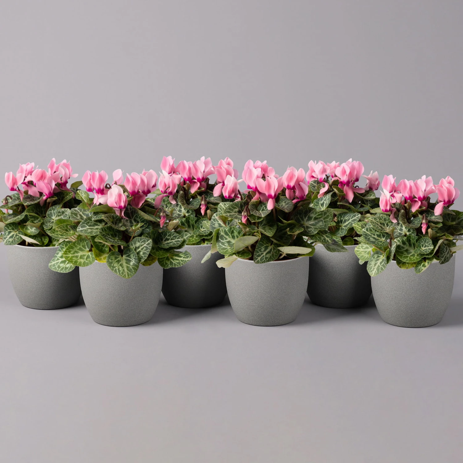 Alpenveilchen, Farbe Zufällig, Topf-Ø 10,5 Cm, Höhe Ca. 23 Cm, 6er-Set 19 Alpenveilchen, Farbe Zufällig, Topf-Ø 10,5 Cm, Höhe Ca. 23 Cm, 6er-Set – Bild 17