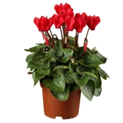 Alpenveilchen, Rot, Topf-Ø 10,5 Cm, Höhe Ca. 23 Cm, 6er-Set -LECHUZA || Wagner Verkaufsgeschäft 0210600493 Cyclamen rot 6er Set 1