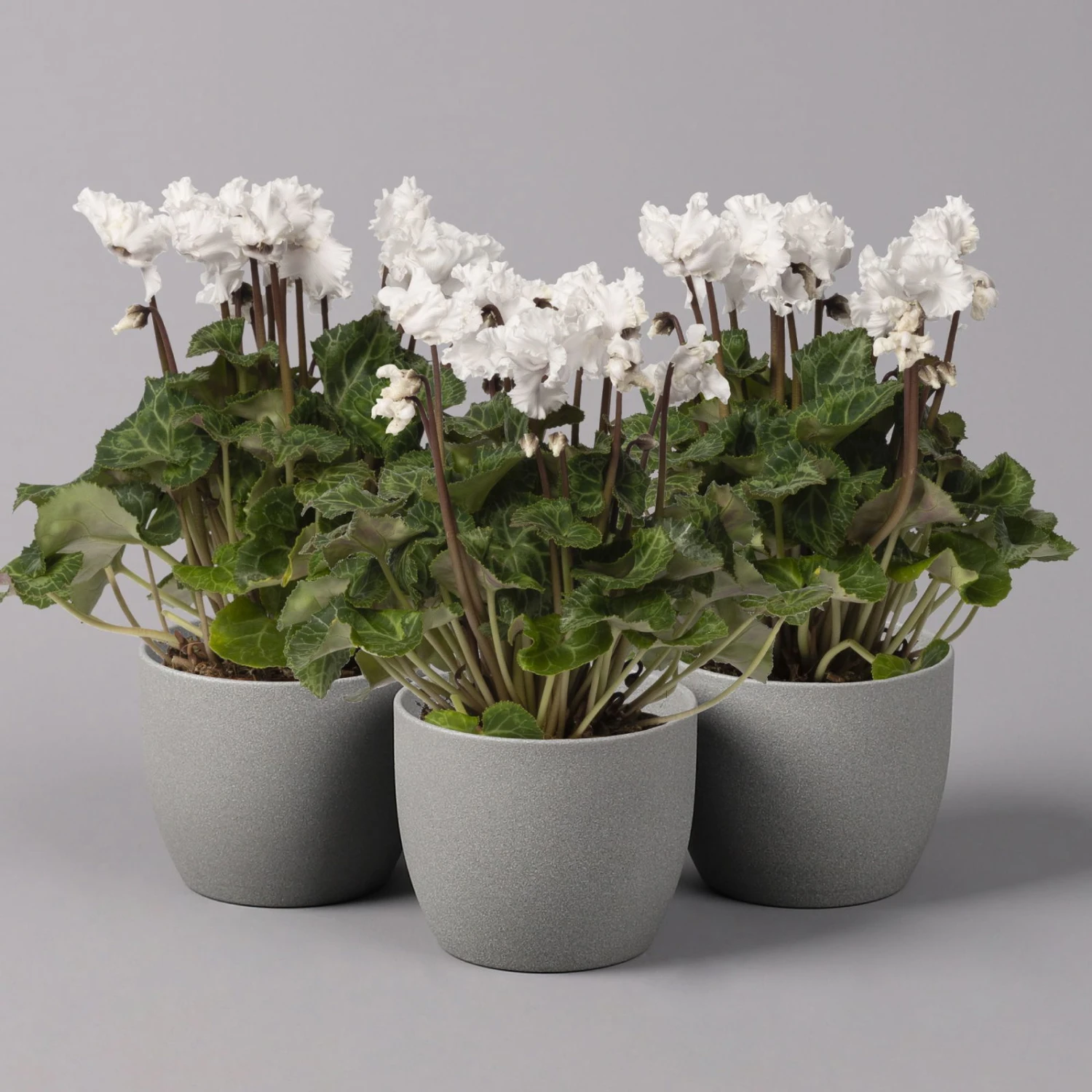 Alpenveilchen, Weiß, Gefranst, Topf-Ø 10,5 Cm, Höhe Ca. 23 Cm, 6er-Set 3 Alpenveilchen, Weiß, Gefranst, Topf-Ø 10,5 Cm, Höhe Ca. 23 Cm, 6er-Set