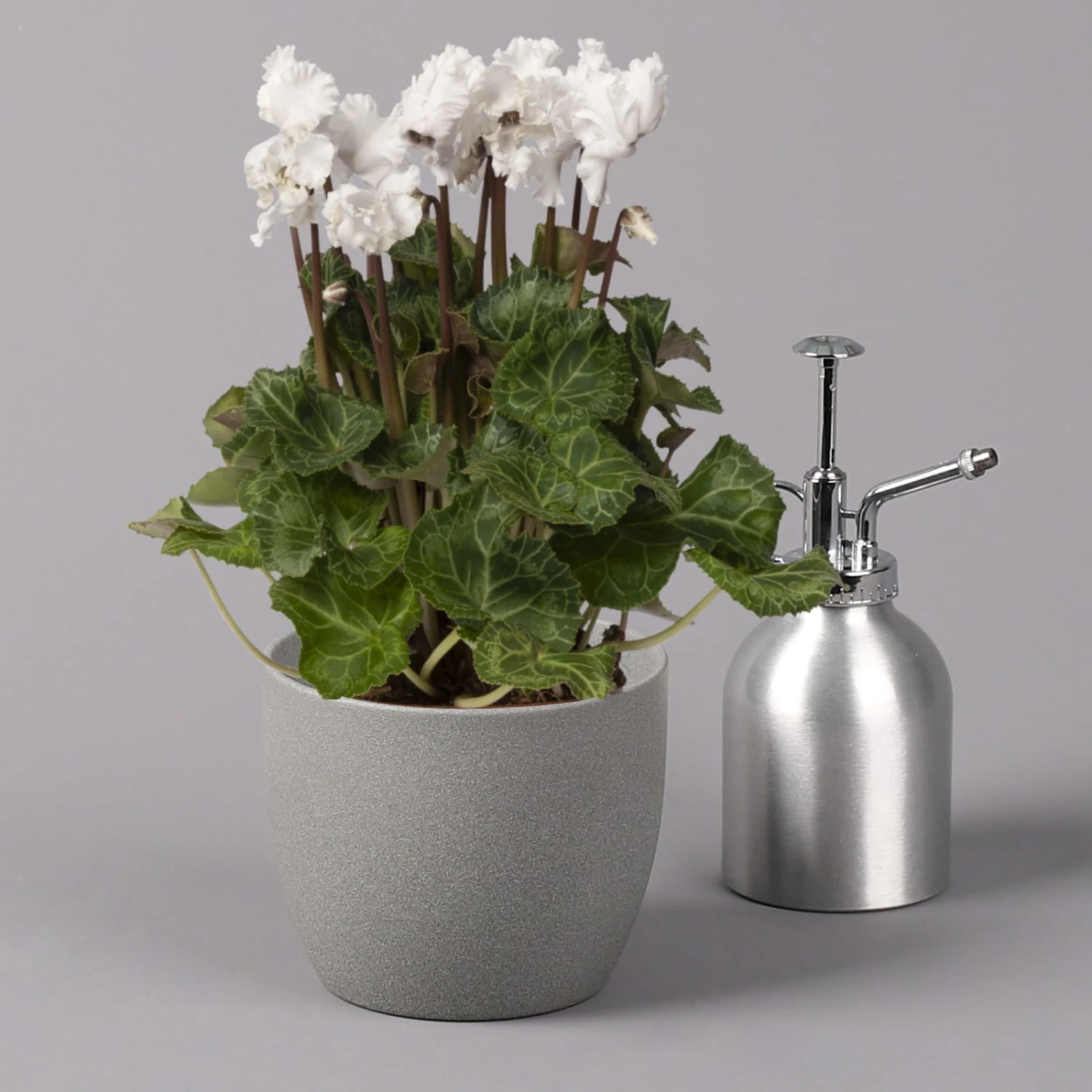 Alpenveilchen, Weiß, Gefranst, Topf-Ø 10,5 Cm, Höhe Ca. 23 Cm, 6er-Set 8 Alpenveilchen, Weiß, Gefranst, Topf-Ø 10,5 Cm, Höhe Ca. 23 Cm, 6er-Set – Bild 6