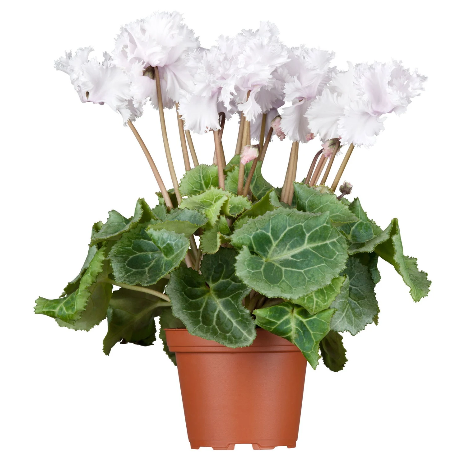 Alpenveilchen, Weiß, Gefranst, Topf-Ø 10,5 Cm, Höhe Ca. 23 Cm, 6er-Set 4 Alpenveilchen, Weiß, Gefranst, Topf-Ø 10,5 Cm, Höhe Ca. 23 Cm, 6er-Set – Bild 2