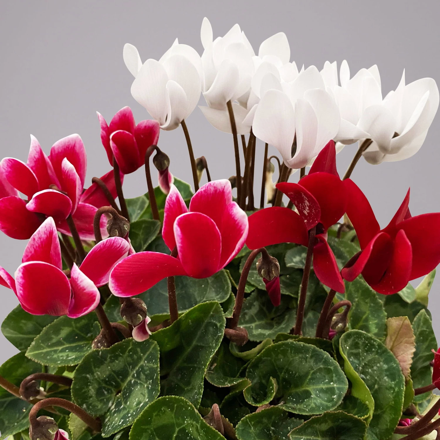 Alpenveilchen-Trio, Zufällige Farben, Topf-Ø 13 Cm, Höhe Ca. 30 Cm, 3er-Set 5 Alpenveilchen-Trio, Zufällige Farben, Topf-Ø 13 Cm, Höhe Ca. 30 Cm, 3er-Set – Bild 3