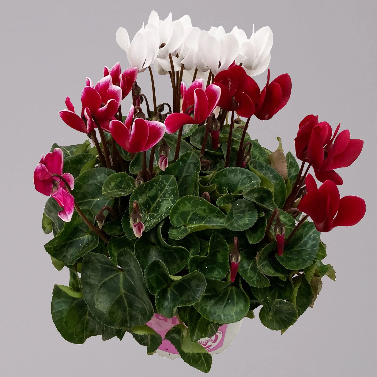 Alpenveilchen-Trio, Zufällige Farben, Topf-Ø 13 Cm, Höhe Ca. 30 Cm, 3er-Set 7 Alpenveilchen-Trio, Zufällige Farben, Topf-Ø 13 Cm, Höhe Ca. 30 Cm, 3er-Set – Bild 5