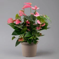 Flamingoblume 'Pink Champion', Pink, Topf-Ø 21 Cm, Höhe Ca. 65 Cm -LECHUZA || Wagner Verkaufsgeschäft 0210650450 Anthurium andrPink Champion T21 H65 1 126767