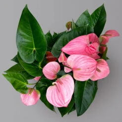 Flamingoblume 'Pink Champion', Pink, Topf-Ø 21 Cm, Höhe Ca. 65 Cm -LECHUZA || Wagner Verkaufsgeschäft 0210650450 Anthurium andrPink Champion T21 H65 5 126764
