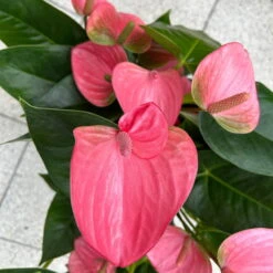 Flamingoblume 'Pink Champion', Pink, Topf-Ø 21 Cm, Höhe Ca. 65 Cm -LECHUZA || Wagner Verkaufsgeschäft 0210650450 Anthurium andrPink Champion T21 H65 6 126746