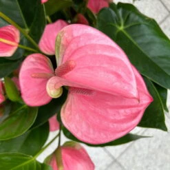 Flamingoblume 'Pink Champion', Pink, Topf-Ø 21 Cm, Höhe Ca. 65 Cm -LECHUZA || Wagner Verkaufsgeschäft 0210650450 Anthurium andrPink Champion T21 H65 7 126745