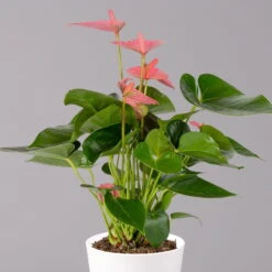 Flamingoblumen Pink Inkl. Übertopf Dallas Weiß, Topf-Ø 12 Cm, 2er-Set -LECHUZA || Wagner Verkaufsgeschäft 0210650543 Anthurium pink inkl Dallas weiss 2 114758
