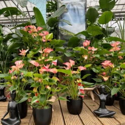 Flamingoblume 'LiviumRed' Rot-weiß Gestreift, Topf-Ø 17 Cm -LECHUZA || Wagner Verkaufsgeschäft 0210650561 0210650616 0210650617 Anthurium Livium Red T14 T21 10 126733