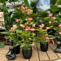 Flamingoblume 'LiviumRed' Rot-weiß Gestreift, Topf-Ø 17 Cm -LECHUZA || Wagner Verkaufsgeschäft 0210650561 0210650616 0210650617 Anthurium Livium Red T14 T21 11 126737