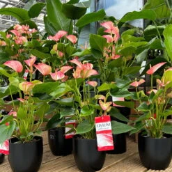 Flamingoblume 'LiviumRed' Rot-weiß Gestreift, Topf-Ø 17 Cm -LECHUZA || Wagner Verkaufsgeschäft 0210650561 0210650616 0210650617 Anthurium Livium Red T14 T21 7 126736