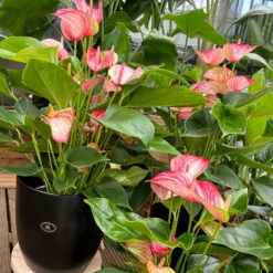 Flamingoblume 'LiviumRed' Rot-weiß Gestreift, Topf-Ø 17 Cm -LECHUZA || Wagner Verkaufsgeschäft 0210650561 0210650616 0210650617 Anthurium Livium Red T14 T21 8 126735