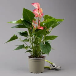 Flamingoblume 'LiviumRed' Rot-weiß Gestreift, Topf-Ø 17 Cm -LECHUZA || Wagner Verkaufsgeschäft 0210650617 Anthurium Livium Red T17 H55 2 126780