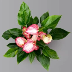 Flamingoblume 'LiviumRed' Rot-weiß Gestreift, Topf-Ø 17 Cm -LECHUZA || Wagner Verkaufsgeschäft 0210650617 Anthurium Livium Red T17 H55 3 126779