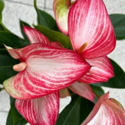 Flamingoblume 'LiviumRed' Rot-weiß Gestreift, Topf-Ø 17 Cm -LECHUZA || Wagner Verkaufsgeschäft 0210650617 Anthurium Livium Red T17 H55 13 126753