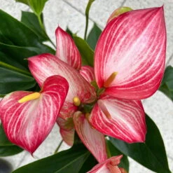 Flamingoblume 'LiviumRed' Rot-weiß Gestreift, Topf-Ø 17 Cm -LECHUZA || Wagner Verkaufsgeschäft 0210650617 Anthurium Livium Red T17 H55 14 126752