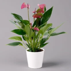 Flamingoblume 'Karma Purple' Purple, Inkl. Übertopf Dallas Weiß, Topf-Ø 12 Cm -LECHUZA || Wagner Verkaufsgeschäft 0210650620 Anthurium a Karma Purple T12 Dallas weiss 14cm 3 126796