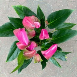 Flamingoblume 'Karma Purple' Purple, Inkl. Übertopf Dallas Weiß, Topf-Ø 12 Cm -LECHUZA || Wagner Verkaufsgeschäft 0210650620 Anthurium a Karma Purple T12 Dallas weiss 14cm 4 126792