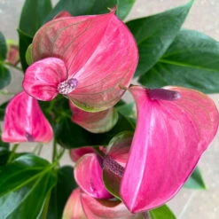 Flamingoblume 'Karma Purple' Purple, Inkl. Übertopf Dallas Weiß, Topf-Ø 12 Cm -LECHUZA || Wagner Verkaufsgeschäft 0210650620 Anthurium a Karma Purple T12 Dallas weiss 14cm 5 126793