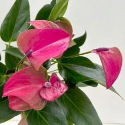 Flamingoblume 'Karma Purple' Purple, Inkl. Übertopf Dallas Weiß, Topf-Ø 12 Cm -LECHUZA || Wagner Verkaufsgeschäft 0210650620 Anthurium a Karma Purple T12 Dallas weiss 14cm 6 126794