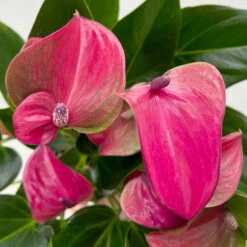 Flamingoblume 'Karma Purple' Purple, Inkl. Übertopf Dallas Weiß, Topf-Ø 12 Cm -LECHUZA || Wagner Verkaufsgeschäft 0210650620 Anthurium a Karma Purple T12 Dallas weiss 14cm 7 126795