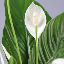 Einblatt 'Vivaldi', Topf-Ø 17 Cm, Mit Topf Tusca Weiß, Höhe Ca. 60-80 Cm -LECHUZA || Wagner Verkaufsgeschäft 0210660072 Spathiphyllum Vivaldi im Topf Tusca 4