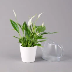 Einblatt 'Bellini', Topf-Ø 13 Cm, Mit Topf Dallas Weiß, Höhe Ca. 30 Cm, 2er-Set -LECHUZA || Wagner Verkaufsgeschäft 0210660074 Spathiphyllum walisii im UeT Dallas weiss 3
