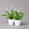 Einblatt 'Bellini', Topf-Ø 13 Cm, Mit Topf Dallas Weiß, Höhe Ca. 30 Cm, 2er-Set -LECHUZA || Wagner Verkaufsgeschäft 0210660075 Spathiphyllum wallisii im UeT Dallas weiss 2er Set