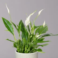 Einblatt 'Bellini' In Keramiktopf Lauren Grün, Topf-Ø 13 Cm, Höhe Ca. 30 Cm -LECHUZA || Wagner Verkaufsgeschäft 0210660085 Spathiphyllum mit Uebertopf Lauren gruen 2