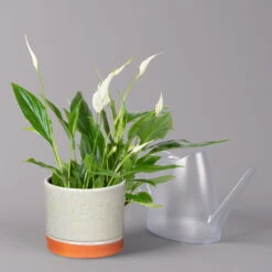 Einblatt 'Bellini' In Keramiktopf Lauren Grün, Topf-Ø 13 Cm, Höhe Ca. 30 Cm -LECHUZA || Wagner Verkaufsgeschäft 0210660085 Spathiphyllum mit Uebertopf Lauren gruen 3