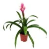 Guzmania 'Candy', Rosa-weiß, Topf-Ø 13 Cm, Höhe Ca. 55 Cm -LECHUZA || Wagner Verkaufsgeschäft 0210750225 Guzmania Candy Rosa Weiss