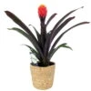 Guzmania 'Tala', Orange&gelb, Topf-Ø 12 Cm, Mit Korb Maki, Höhe Ca. 45 Cm