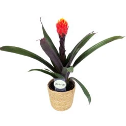 Guzmania 'Tala', Orange&gelb, Topf-Ø 12 Cm, Mit Korb Maki, Höhe Ca. 45 Cm -LECHUZA || Wagner Verkaufsgeschäft 0210750703 Guzmania Tala im Dekokorb 81179