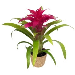 Guzmania 'Deseo Pink', Pink, Topf-Ø 12 Cm, Mit Korb Maki, Höhe Ca. 50 Cm -LECHUZA || Wagner Verkaufsgeschäft 0210750707 Guzmania Deseo Pink im Dekokorb 1