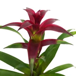 Guzmania 'Indian Night', Lila, Topf-Ø 12 Cm, Mit Korb Maki, Höhe Ca. 50 Cm 8 Guzmania 'Indian Night', Lila, Topf-Ø 12 Cm, Mit Korb Maki, Höhe Ca. 50 Cm -LECHUZA || Wagner Verkaufsgeschäft 0210750711 Guzmania Indian Night im Dekokorb