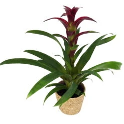 Guzmania 'Indian Night', Lila, Topf-Ø 12 Cm, Mit Korb Maki, Höhe Ca. 50 Cm 9 Guzmania 'Indian Night', Lila, Topf-Ø 12 Cm, Mit Korb Maki, Höhe Ca. 50 Cm -LECHUZA || Wagner Verkaufsgeschäft 0210750711 Guzmania Indian Night im Dekokorb 1